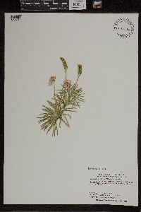 Diphasiastrum digitatum image