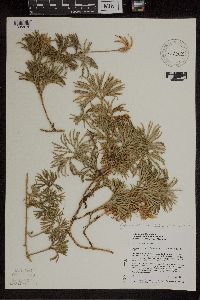 Diphasiastrum digitatum image