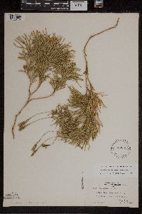 Media resource of Diphasiastrum digitatum x tristachyum