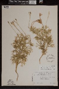 Diphasiastrum digitatum x tristachyum image