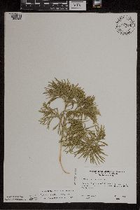 Diphasiastrum digitatum x tristachyum image