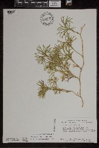 Diphasiastrum digitatum x tristachyum image