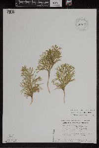 Diphasiastrum digitatum x tristachyum image