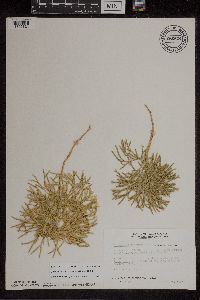 Diphasiastrum digitatum x tristachyum image