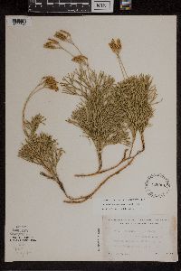 Diphasiastrum digitatum x tristachyum image
