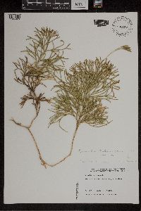 Diphasiastrum tristachyum image