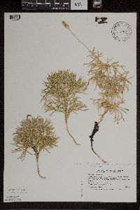 Diphasiastrum tristachyum image