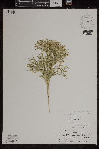 Diphasiastrum tristachyum image