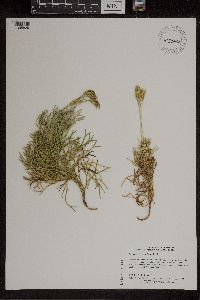 Diphasiastrum tristachyum image