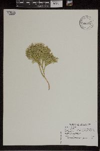 Diphasiastrum tristachyum image