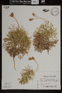 Diphasiastrum tristachyum image