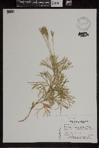 Diphasiastrum tristachyum image