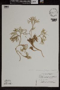 Diphasiastrum tristachyum image