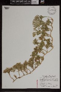 Diphasiastrum tristachyum image