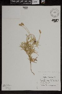 Diphasiastrum tristachyum image