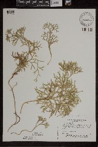 Media resource of Diphasiastrum x zeilleri