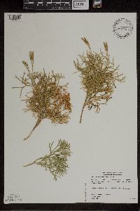 Diphasiastrum x zeilleri image