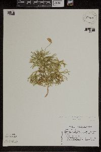 Diphasiastrum x zeilleri image