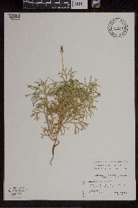 Diphasiastrum x zeilleri image