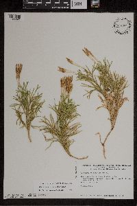 Diphasiastrum x zeilleri image