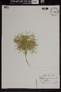 Diphasiastrum x zeilleri image