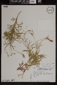 Diphasiastrum x zeilleri image