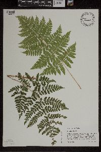 Dryopteris expansa image