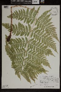 Dryopteris expansa image