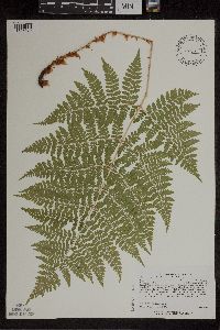 Dryopteris expansa image