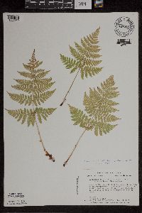 Dryopteris expansa image