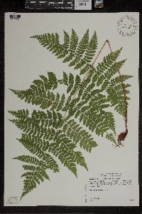 Dryopteris expansa image
