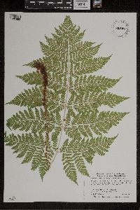 Dryopteris expansa image