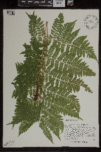 Dryopteris expansa image