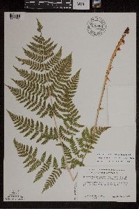 Dryopteris expansa image