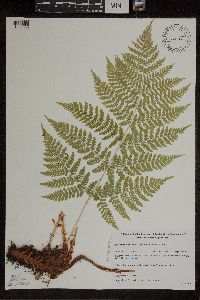 Dryopteris expansa image