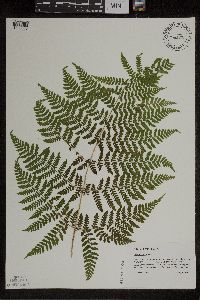 Dryopteris expansa image