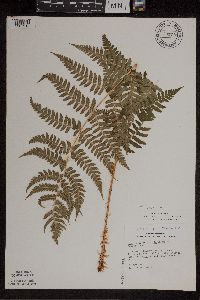 Media resource of Dryopteris marginalis