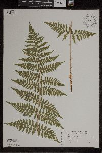 Dryopteris x triploidea image