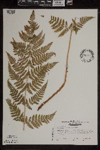 Dryopteris x triploidea image