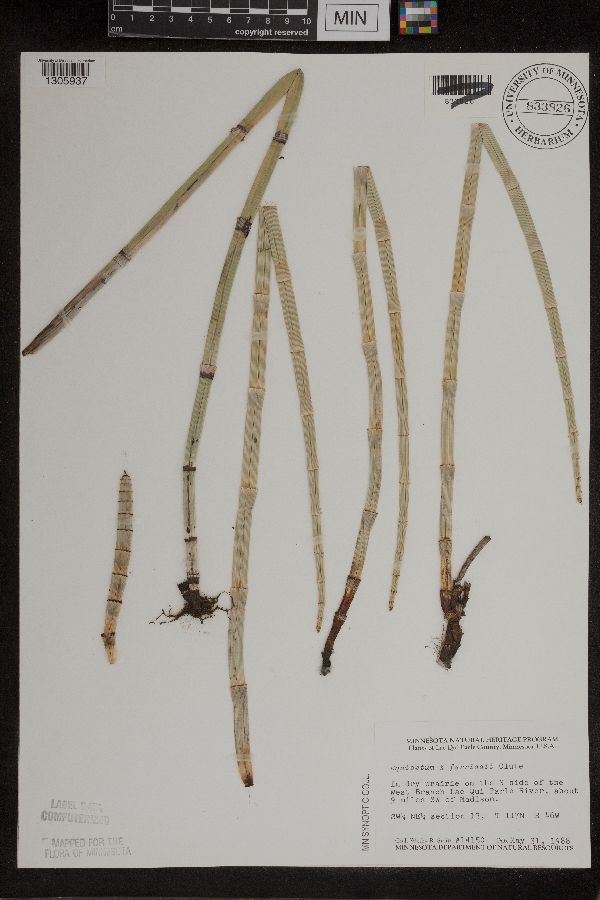 Equisetum x ferrissii image