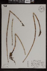 Equisetum x ferrissii image