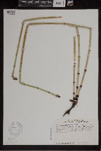 Equisetum x ferrissii image