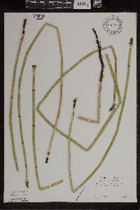 Equisetum x ferrissii image