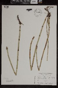 Equisetum x ferrissii image