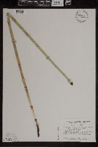 Equisetum x ferrissii image