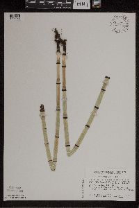 Equisetum x ferrissii image