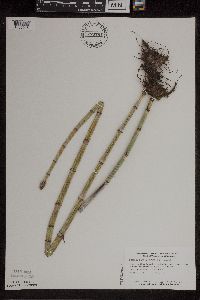 Equisetum x ferrissii image