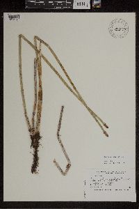 Equisetum x ferrissii image