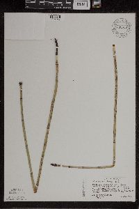 Equisetum x ferrissii image