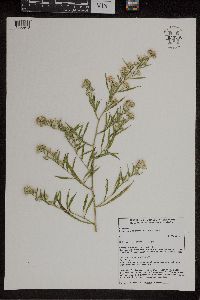 Symphyotrichum pilosum image